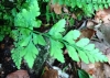 Asplenium adiantum-nigrum L.