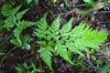 Asplenium adiantum-nigrum L.