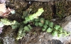 Asplenium petrarchae (Gurin) DC. subsp. petrarchae