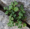 Asplenium ruta-muraria L. subsp. ruta-muraria