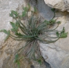 Asplenium seelosii Leybold subsp. glabrum (Litard. & Maire) Rothm.