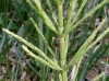 Equisetum arvense L.