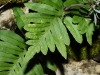 Polypodium cambricum L. subsp. cambricum