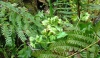 Polystichum setiferum (Forssk.) Woyn.