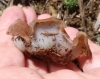 Discina ancilis (Pers.) Sacc. 1889