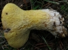 Hypomyces chrysospermus Tul. & C. Tul. 1860