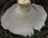 Hypomyces lateritius (Fr.) Tul. & C. Tul. 1860