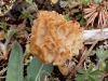 Morchella esculenta (L.: Fr.) Pers. 1797