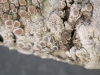 Stigmidium congestum parasitando Lecanora chlarotera