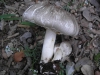 Agaricus xanthodermus Genev. 1876 Agaricus xanthodermus Genev. 1876