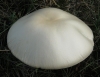 Agaricus arvensis Schaeff. 1774 Agaricus arvensis Schaeff. 1774