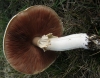 Agaricus arvensis Schaeff. 1774 Agaricus arvensis Schaeff. 1774