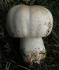 Agaricus cf. arvensis Schaeff. 1774 Agaricus cf. arvensis Schaeff. 1774