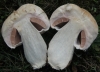Agaricus cf. arvensis Schaeff. 1774 Agaricus cf. arvensis Schaeff. 1774