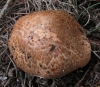 Agaricus cf. langei (F.H. Møller) F.H. Møller 1952