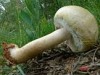 Agaricus essetei