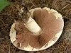 Agaricus excellens