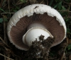 Agaricus litoralis (Wakef. & A. Pearson) Pilát 1952