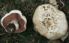 Agaricus litoralis (Wakef. & A. Pearson) Pilt 1952