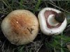 Agaricus luteomaculatus