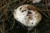 Agaricus moelleri Wasser 1976