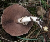 Agaricus sp Agaricus sp