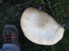 Agaricus sp. Agaricus sp.