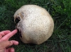 Agaricus sp. Agaricus sp.