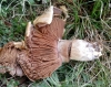 Agaricus sp. Agaricus sp.