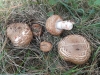 Agaricus sp. Agaricus sp.