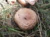 Agaricus sp. Agaricus sp.