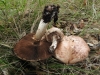 Agaricus sp. Agaricus sp.