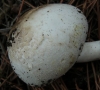 Agaricus xanthodermus Genev. 1876 Agaricus xanthodermus Genev. 1876
