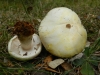 Agaricus arvensis Schaeff. 1774