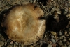 Agaricus sp Agaricus sp