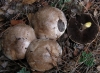 Agaricus xanthodermus Genev. 1876 Agaricus xanthodermus Genev. 1876