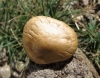 Agrocybe sp.