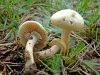 Agrocybe molesta (Lasch) Singer 1978,