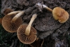 Agrocybe sp.