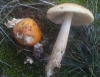 Amanita crocea (Quél.) Singer 1951