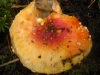 Amanita muscaria (L.) Lam. 1783
