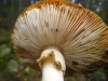 Amanita muscaria (L.) Lam. 1783