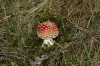 Amanita muscaria (L.) Lam. 1783