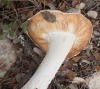 Amanita ovoidea (Bull.) Link 1833