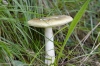 Amanita phalloides (Vaill. ex Fr.) Link 1833