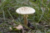 Amanita sp. Amanita sp.