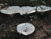 Aspropaxillus candidus (Bres.) MM Moser 1953