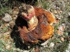 Boletus sp
