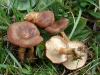 Bonomyces sinopicus (Fr.) Vizzini 2014