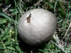Bovista plumbea Pers. 1795